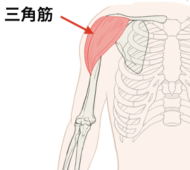 アウターマッスル　三角筋
